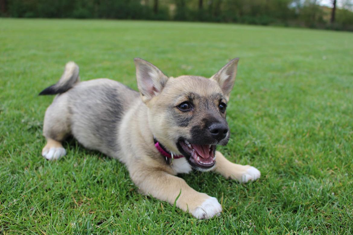 Västgötaspids Unni billede 16