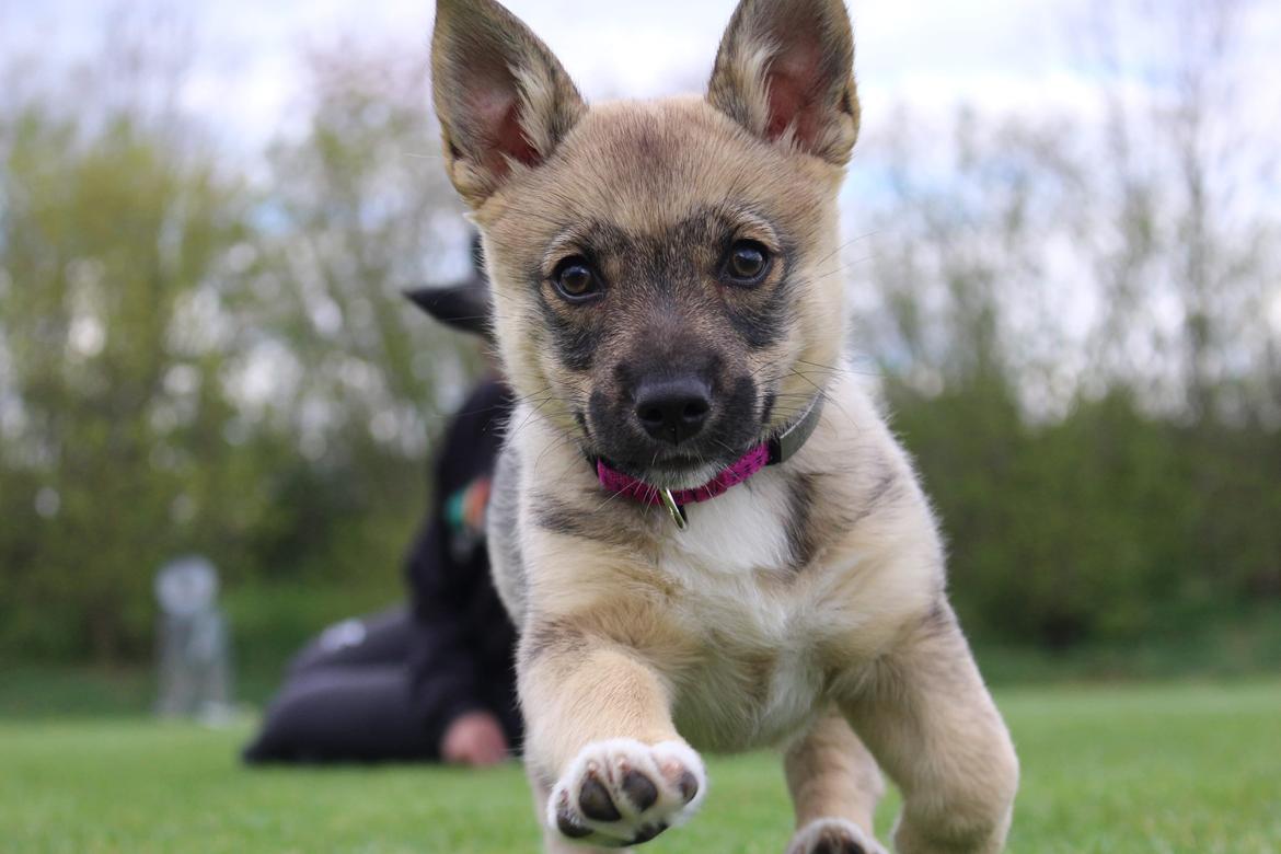 Västgötaspids Unni - 10,5 uge billede 17