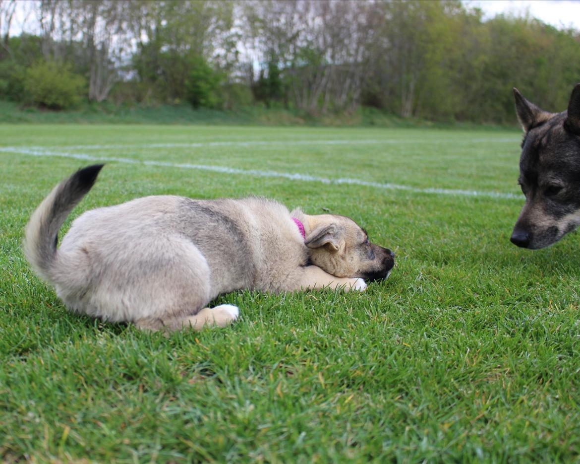 Västgötaspids Unni billede 14