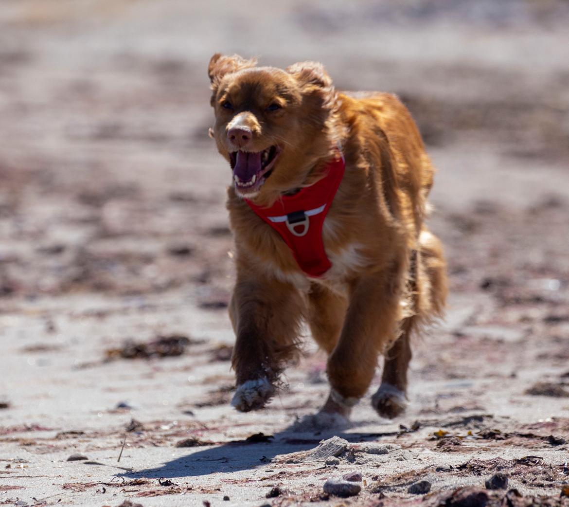Nova scotia duck tolling retriever Diva billede 1