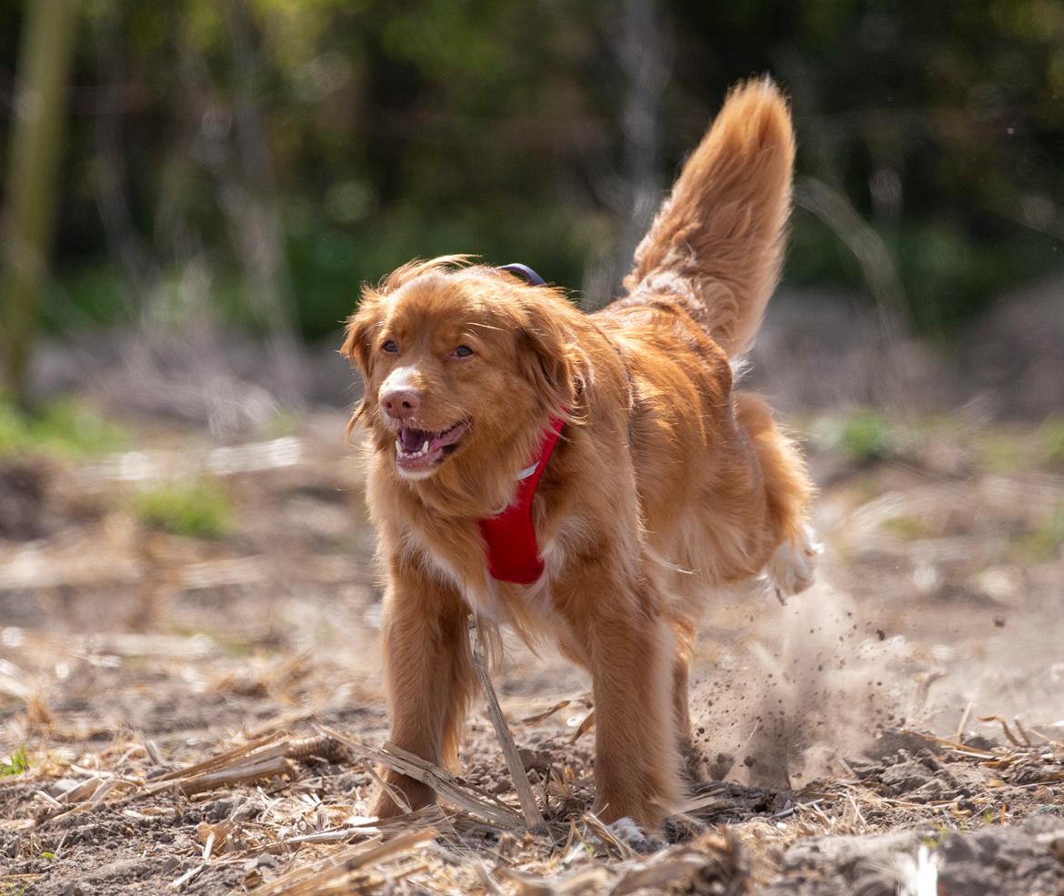 Nova scotia duck tolling retriever Diva billede 2