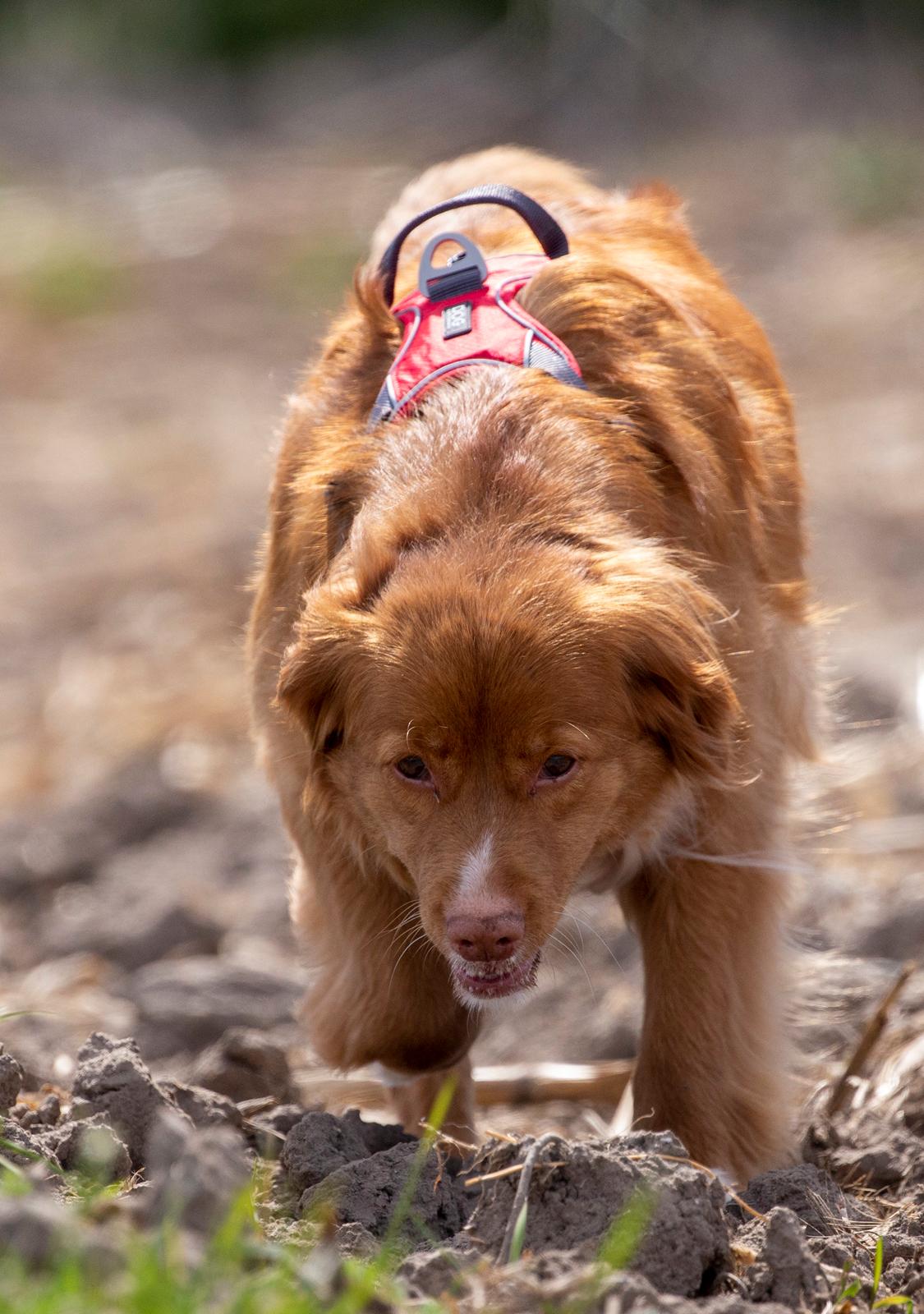 Nova scotia duck tolling retriever Diva billede 3