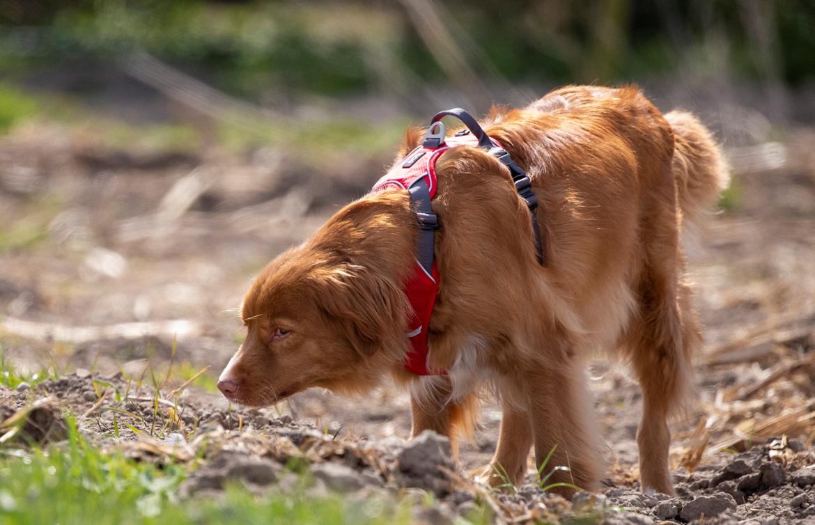 Nova scotia duck tolling retriever Diva billede 4