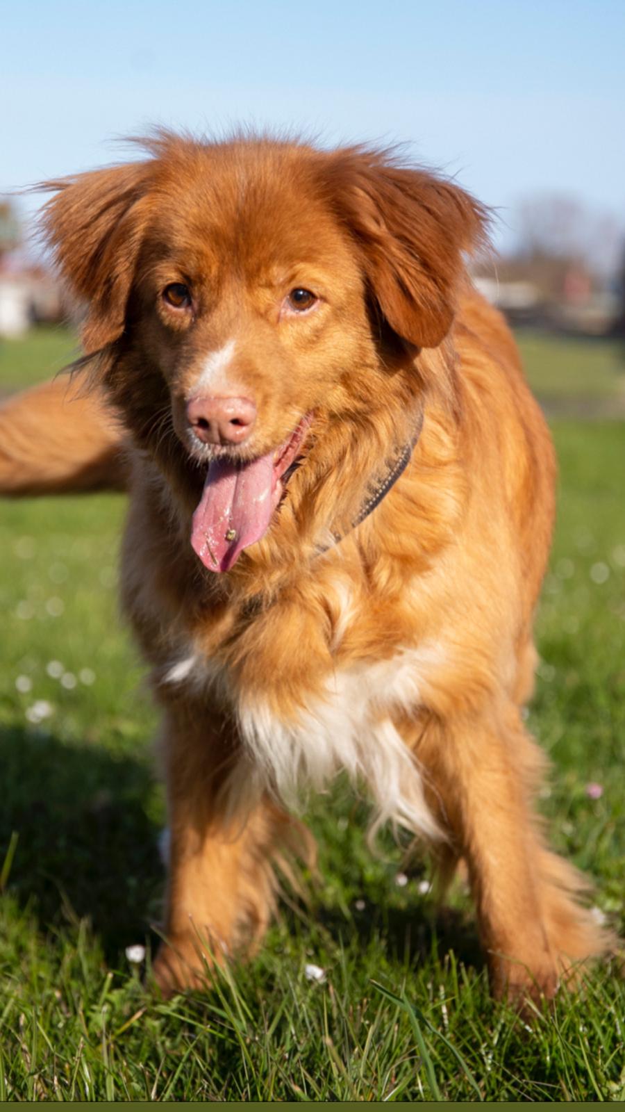 Nova scotia duck tolling retriever Diva billede 5