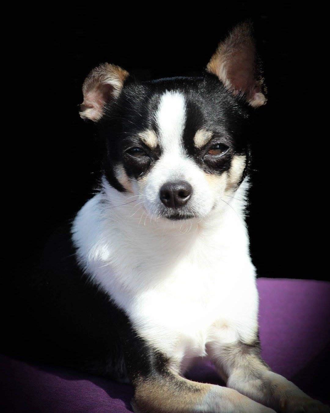 Chihuahua Eddie billede 1