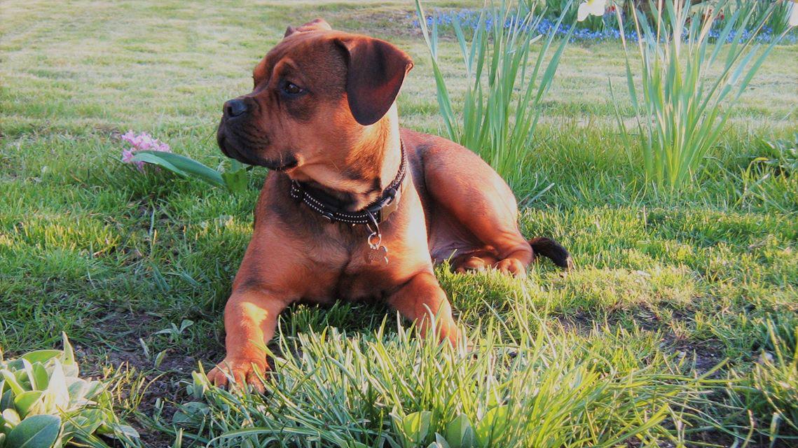 Blanding af racer Gizmo billede 11