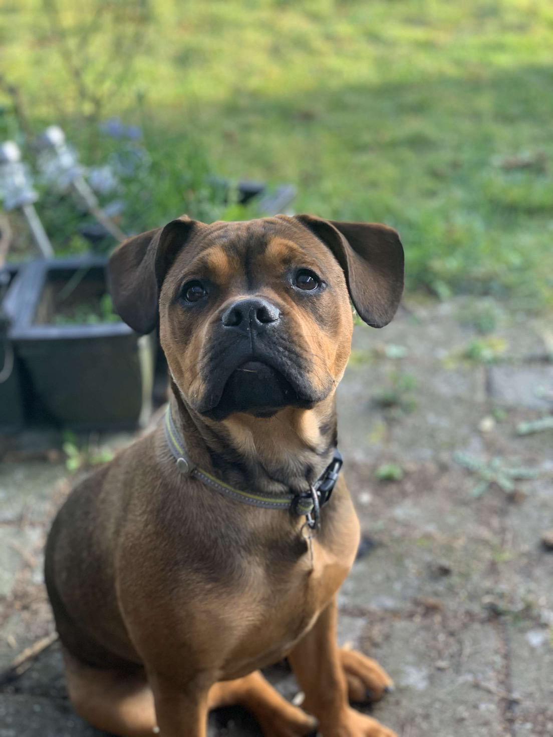 Blanding af racer Gizmo billede 14