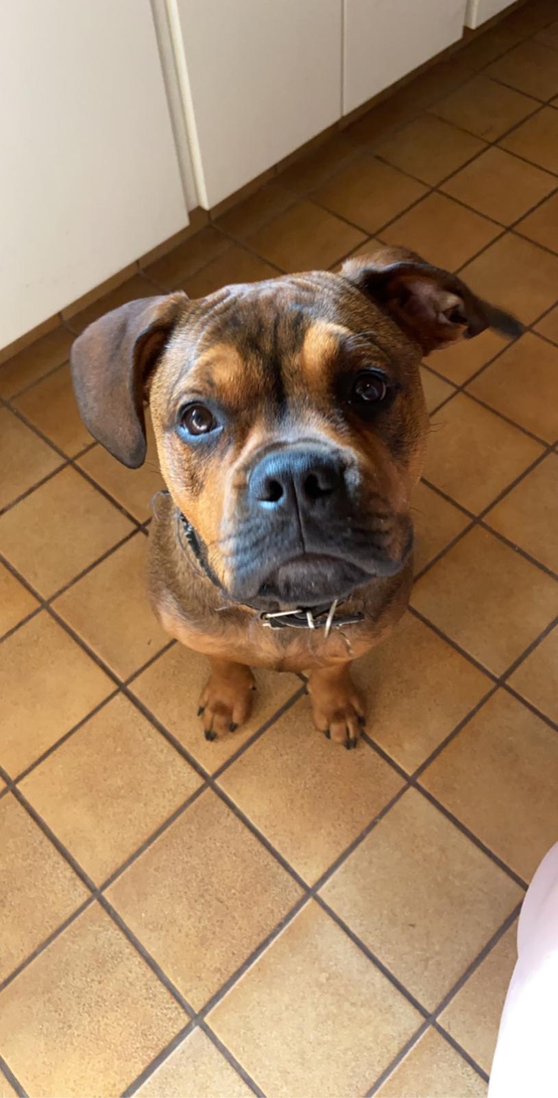 Blanding af racer Gizmo billede 15