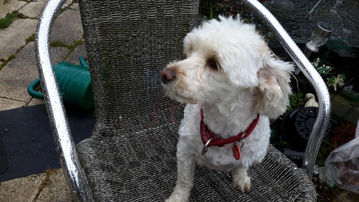 Malteser Liva - Nyklippet,så ligner hun en puddel,men det vokser jo ud igen billede 12