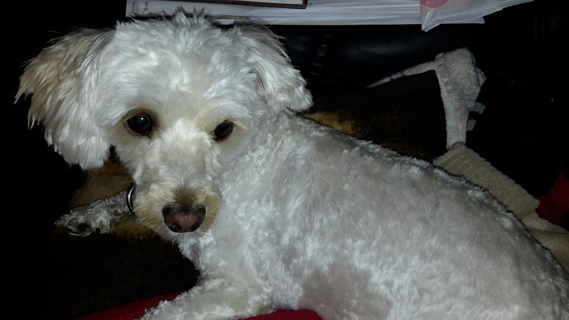 Malteser Liva billede 13