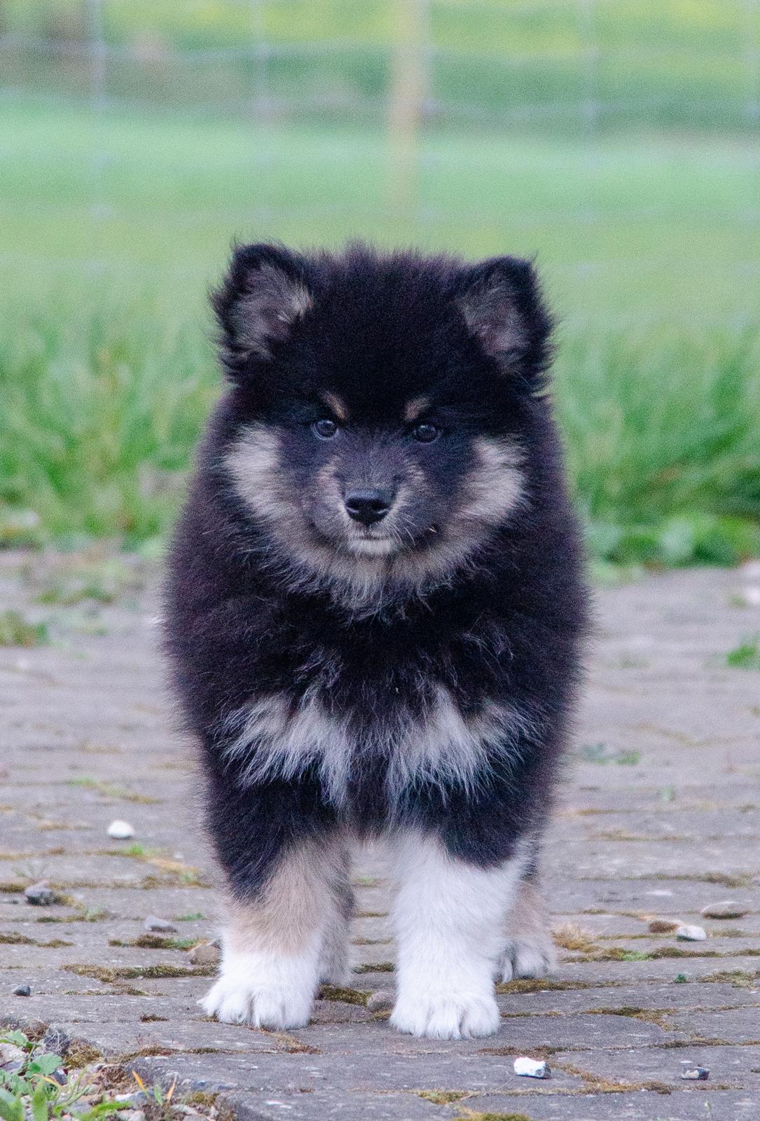 Finsk lapphund Lapinkaunis Somebody to Love - 8 uger billede 8