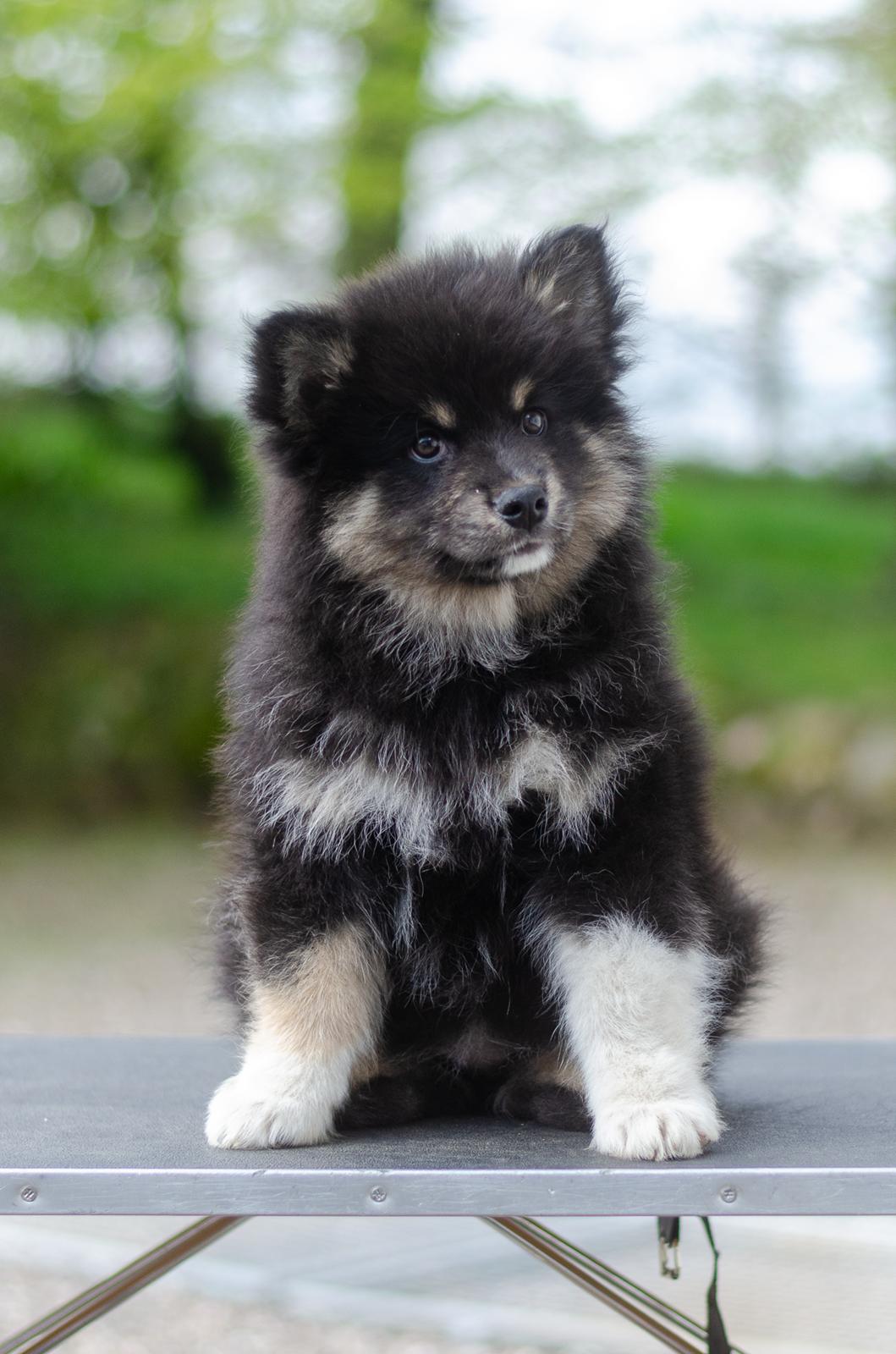 Finsk lapphund Lapinkaunis Somebody to Love - Lova 9 uger billede 5