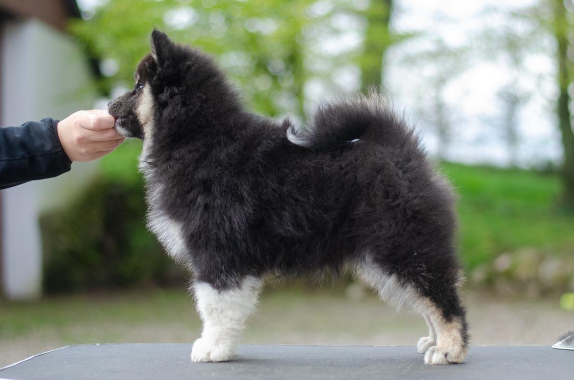 Finsk lapphund Lapinkaunis Somebody to Love - 9 uger billede 6