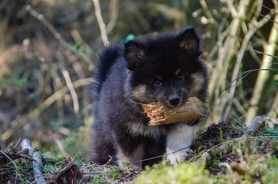 Finsk lapphund Lapinkaunis Somebody to Love - 8 uger billede 9