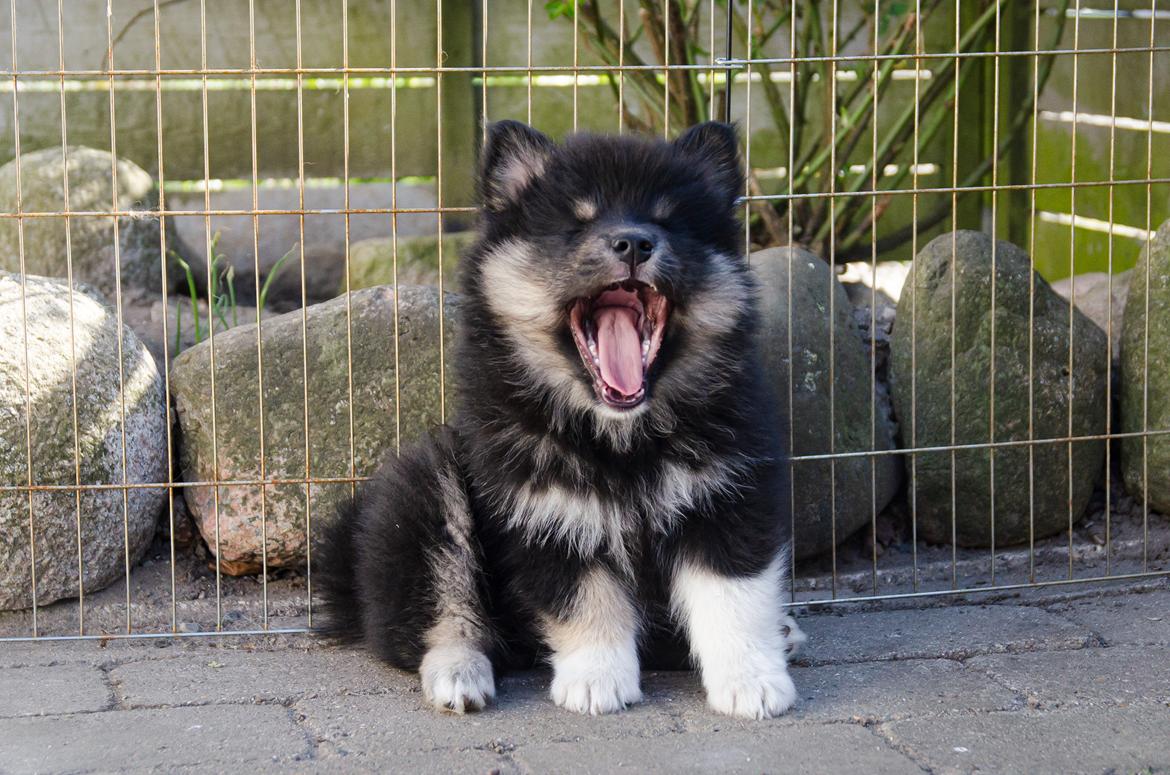 Finsk lapphund Lapinkaunis Somebody to Love - 8 uger billede 12