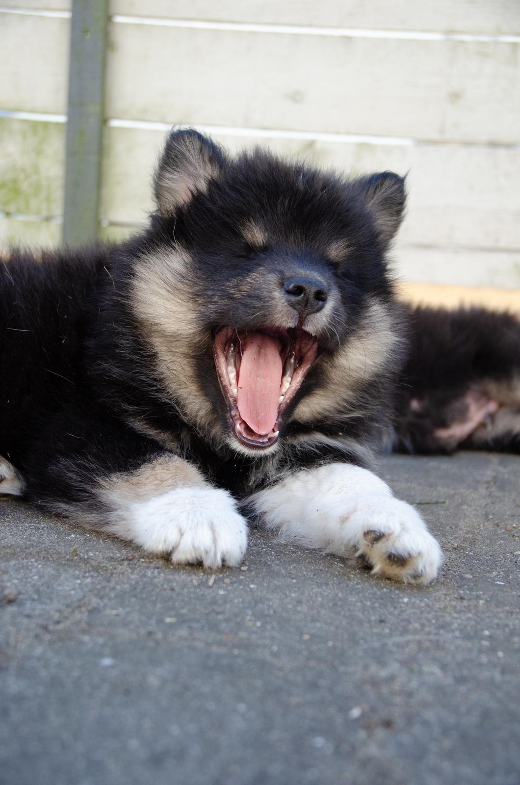 Finsk lapphund Lapinkaunis Somebody to Love - 8 uger billede 13