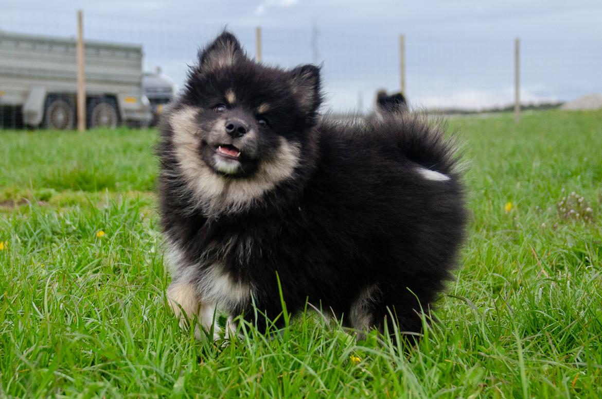 Finsk lapphund Lapinkaunis Somebody to Love - 9 uger billede 7