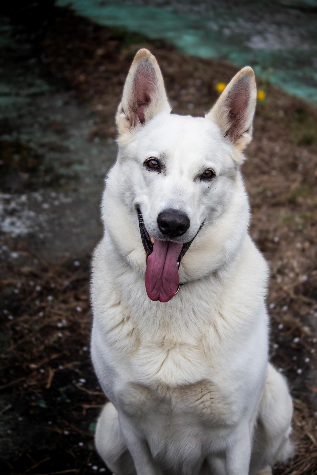 Hvid Schweizisk Hyrdehund Lobo billede 5