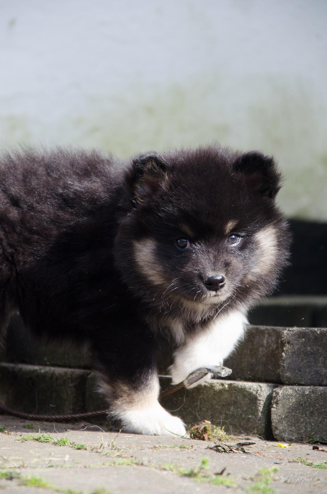 Finsk lapphund Lapinkaunis Somebody to Love - 6 uger billede 15