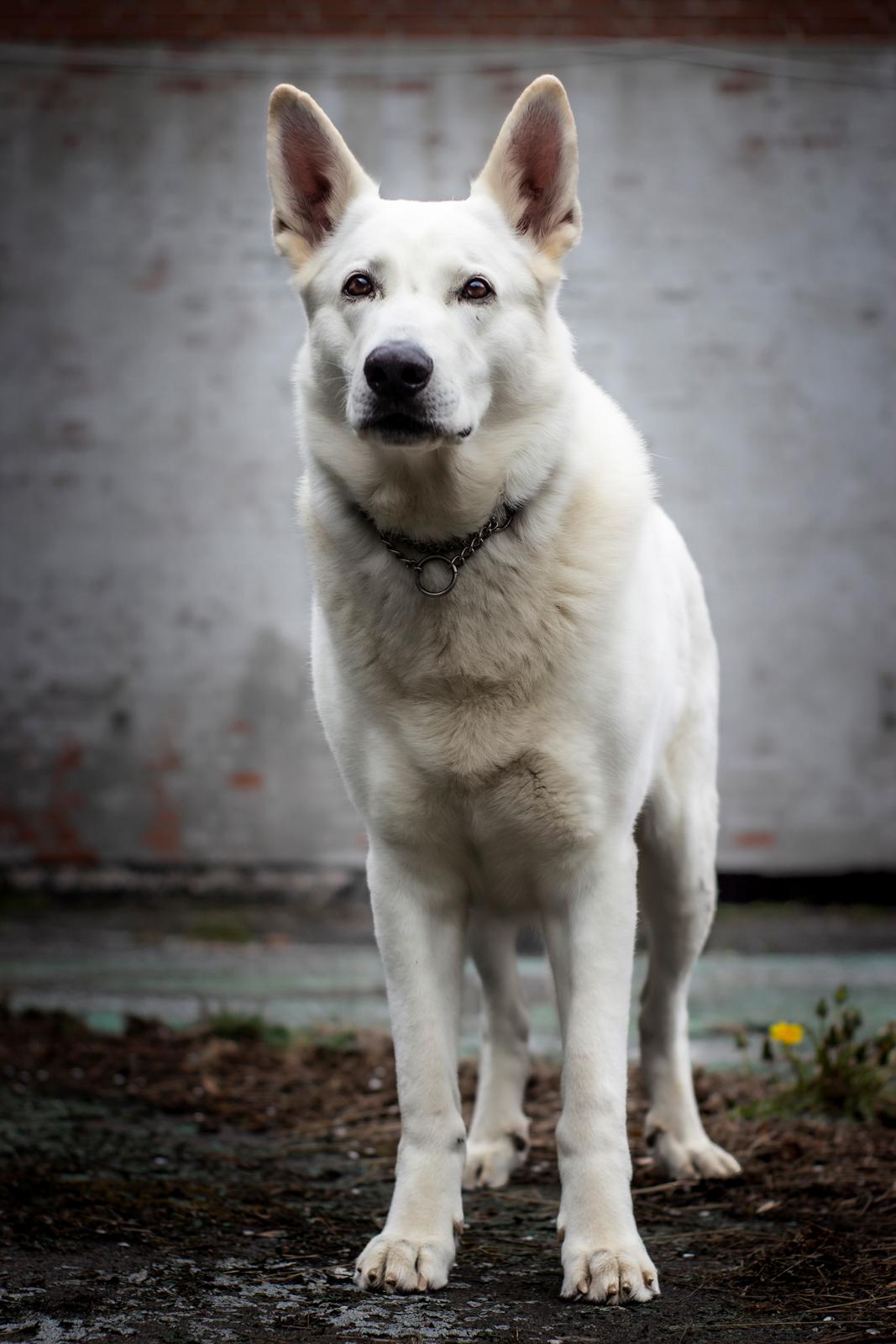 Hvid Schweizisk Hyrdehund Lobo billede 4