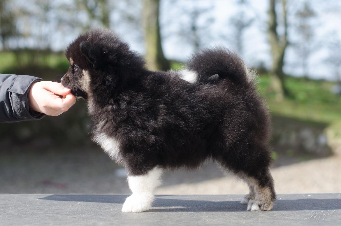 Finsk lapphund Lapinkaunis Somebody to Love - 6 uger billede 16