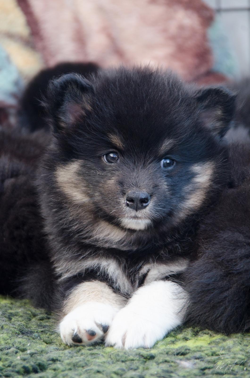 Finsk lapphund Lapinkaunis Somebody to Love - 5 uger billede 17