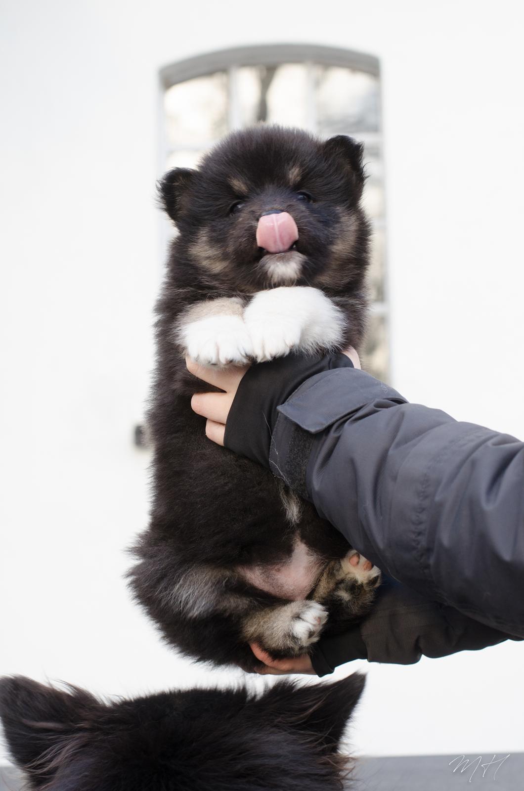 Finsk lapphund Lapinkaunis Somebody to Love - 5 uger billede 19