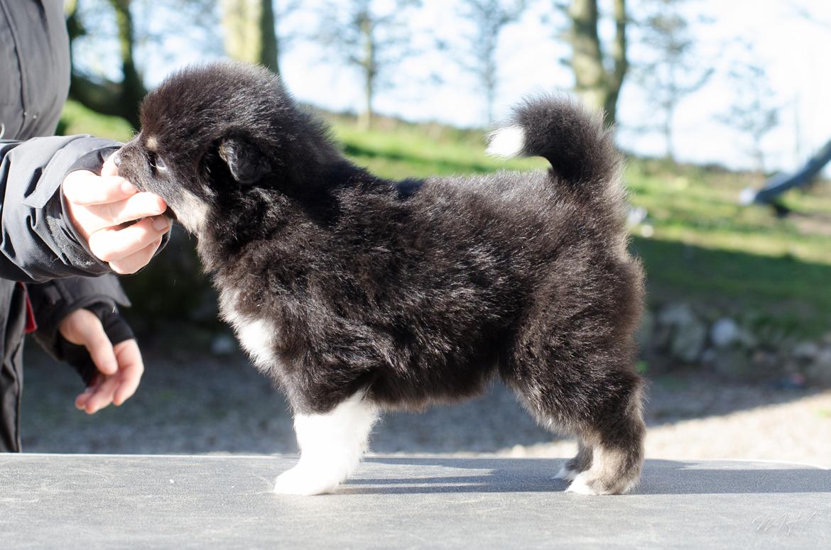 Finsk lapphund Lapinkaunis Somebody to Love - 4 uger billede 20