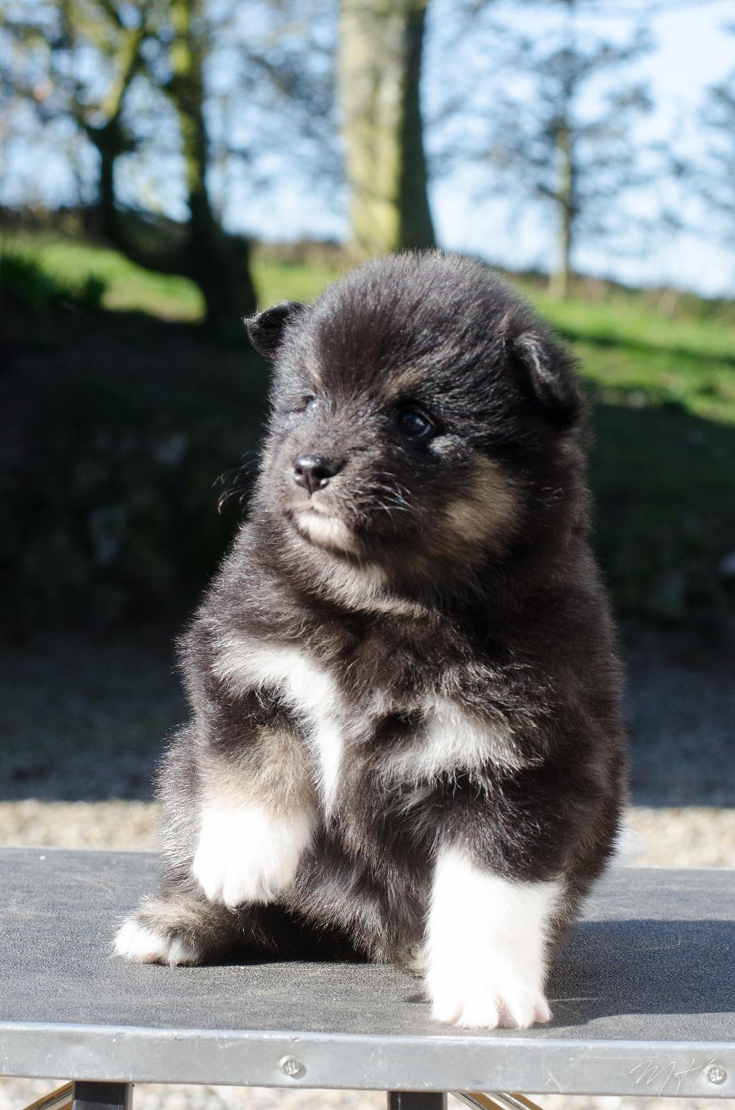 Finsk lapphund Lapinkaunis Somebody to Love - 4 uger billede 21