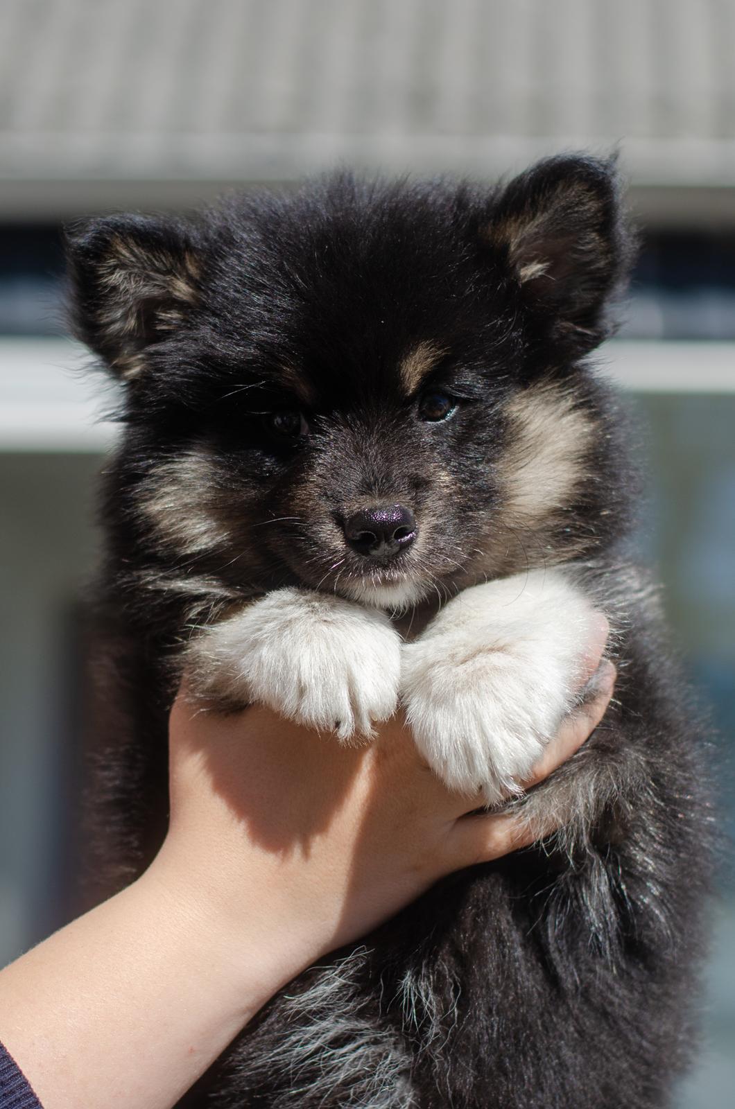 Finsk lapphund Lapinkaunis Somebody to Love - 8 uger billede 11