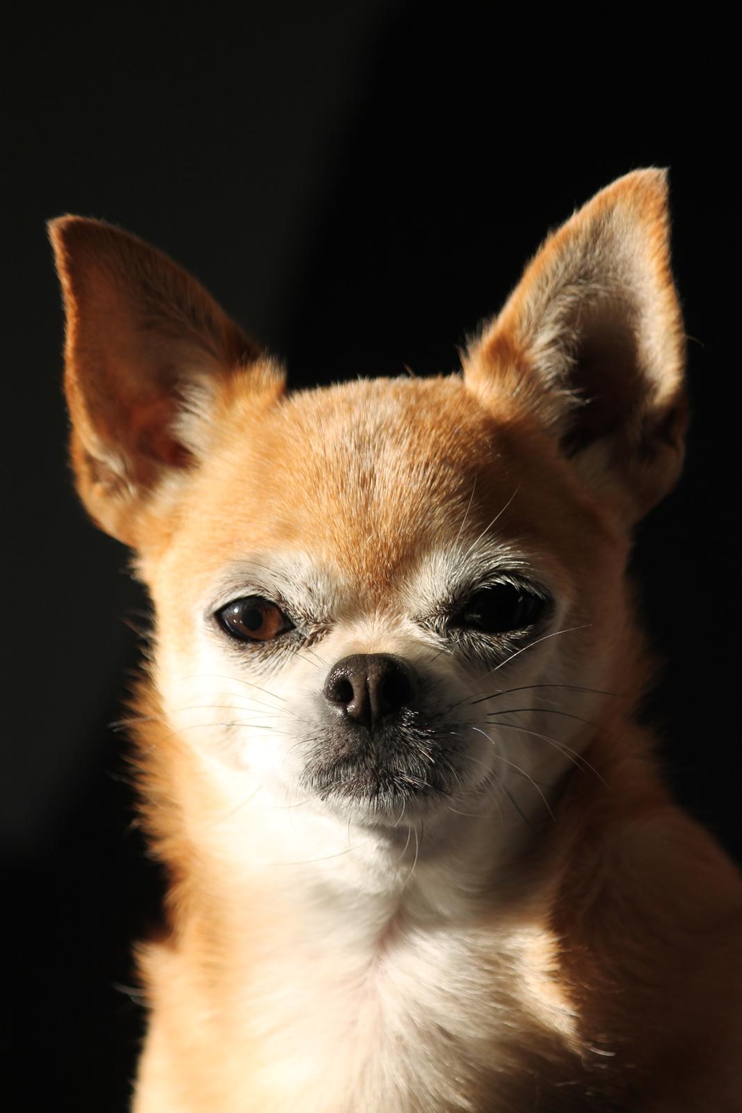 Chihuahua Chihuanas Flush of Hearts - Momo - Momo 04.05.2020 billede 1