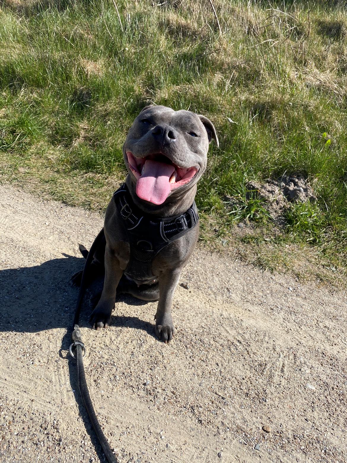 Staffordshire bull terrier Daisy Bullabella FCI billede 14