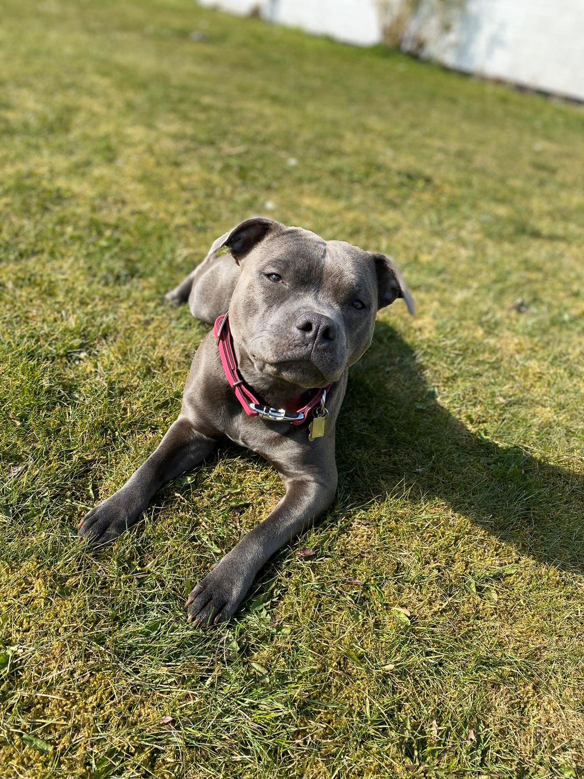 Staffordshire bull terrier Daisy Bullabella FCI billede 19