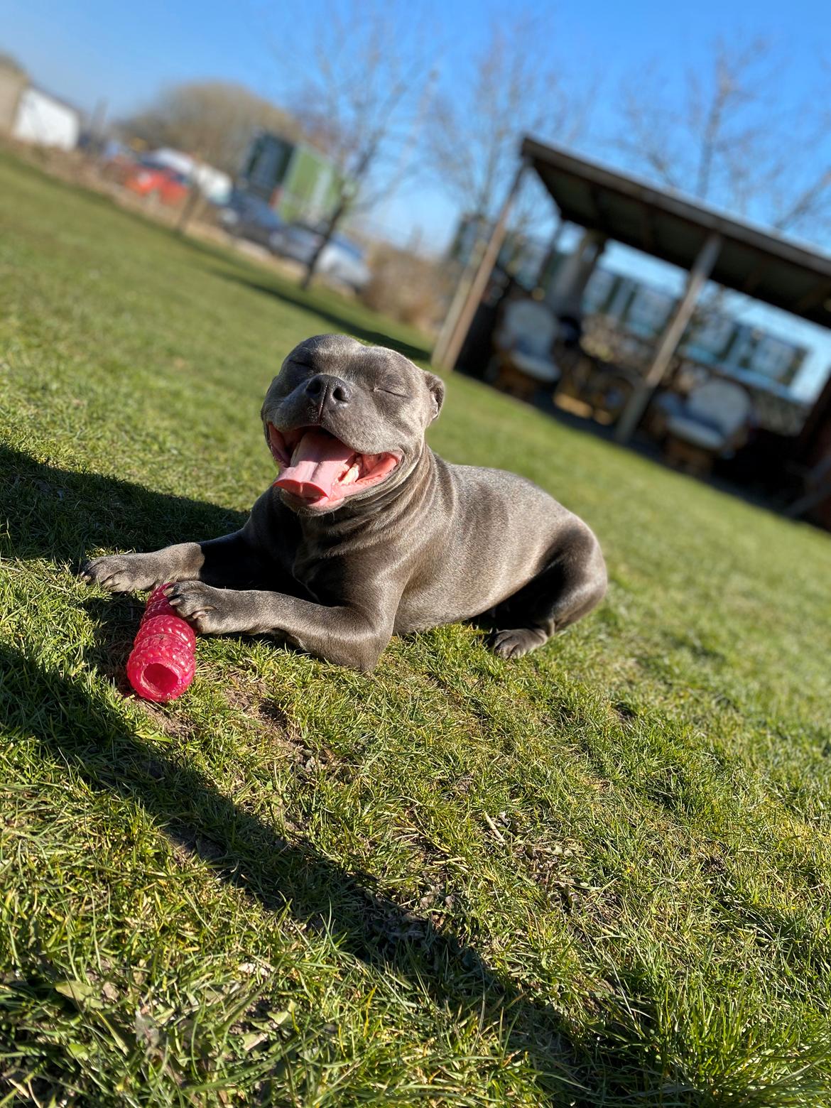 Staffordshire bull terrier Daisy Bullabella FCI billede 21