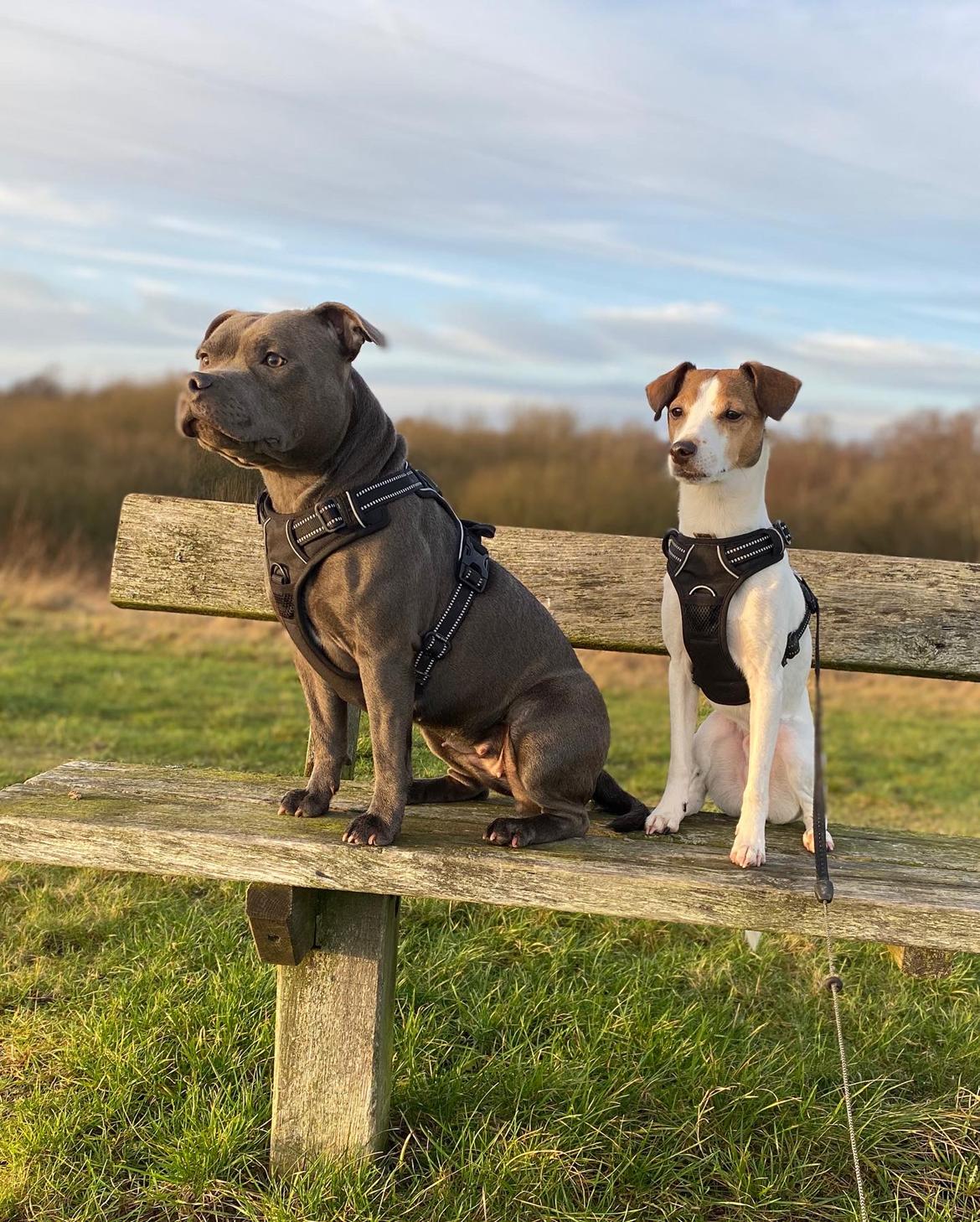 Staffordshire bull terrier Daisy Bullabella FCI billede 25