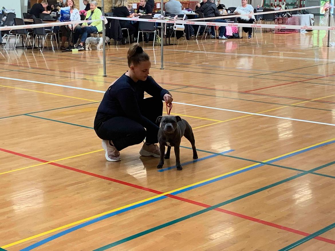 Staffordshire bull terrier Daisy Bullabella FCI billede 28