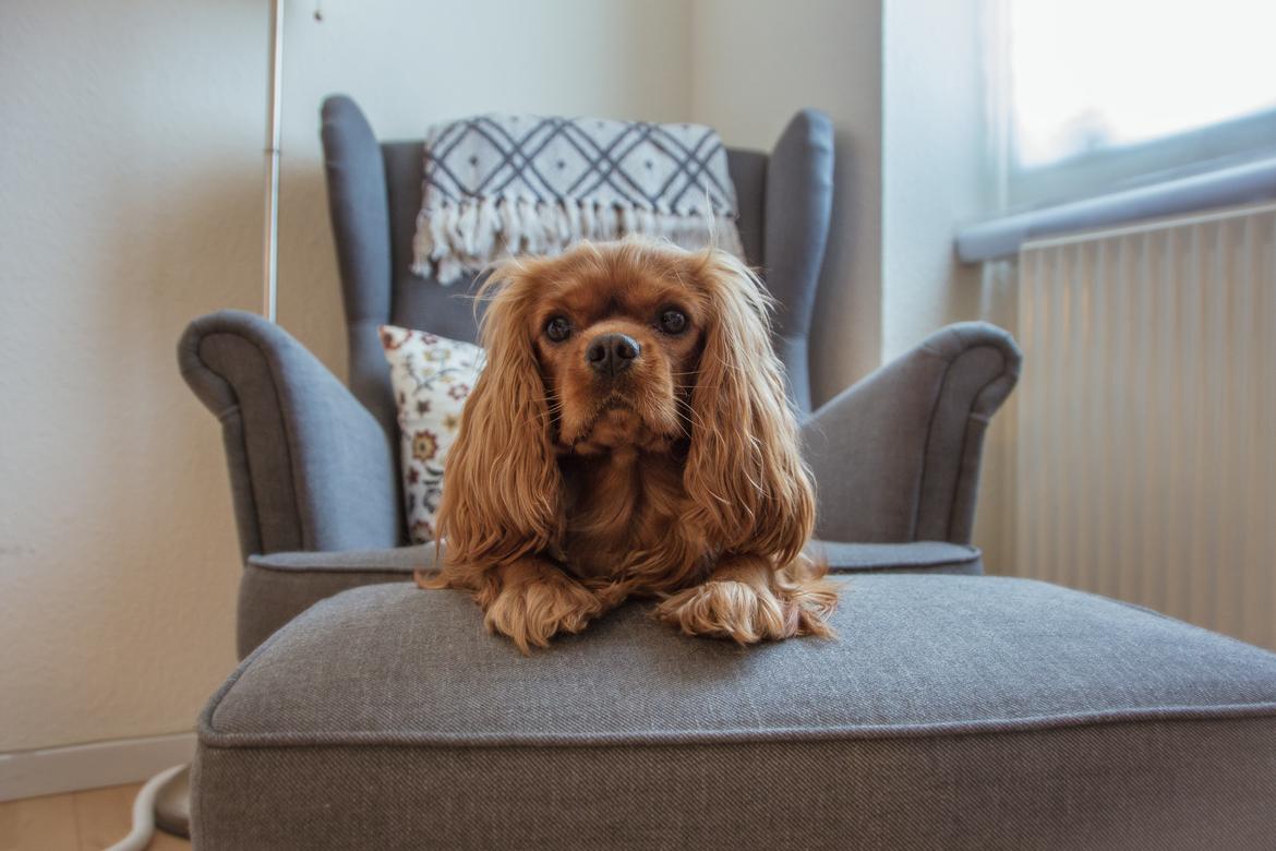 Cavalier king charles spaniel Indiana billede 1