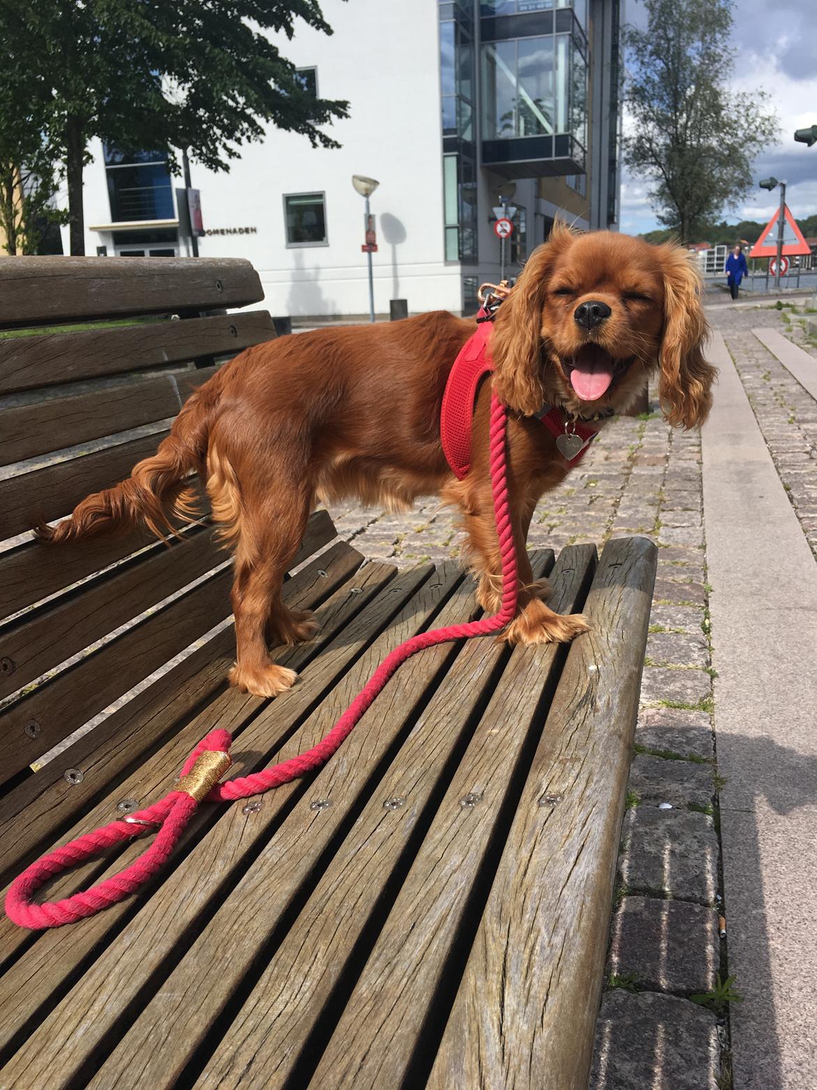 Cavalier king charles spaniel Indiana billede 2