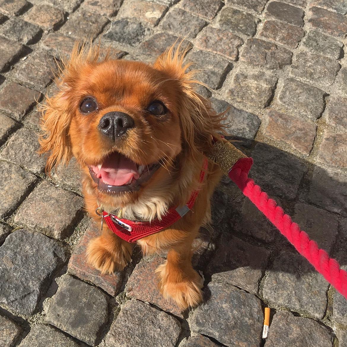 Cavalier king charles spaniel Indiana billede 3