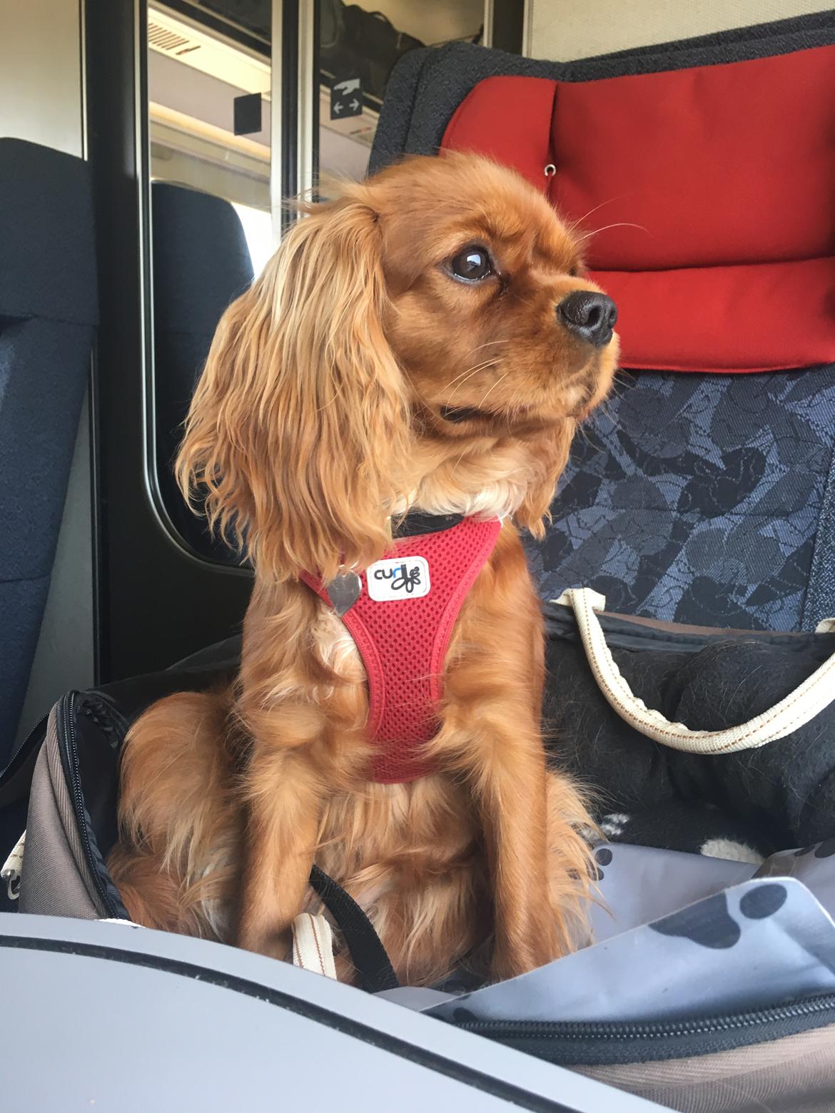 Cavalier king charles spaniel Indiana billede 4