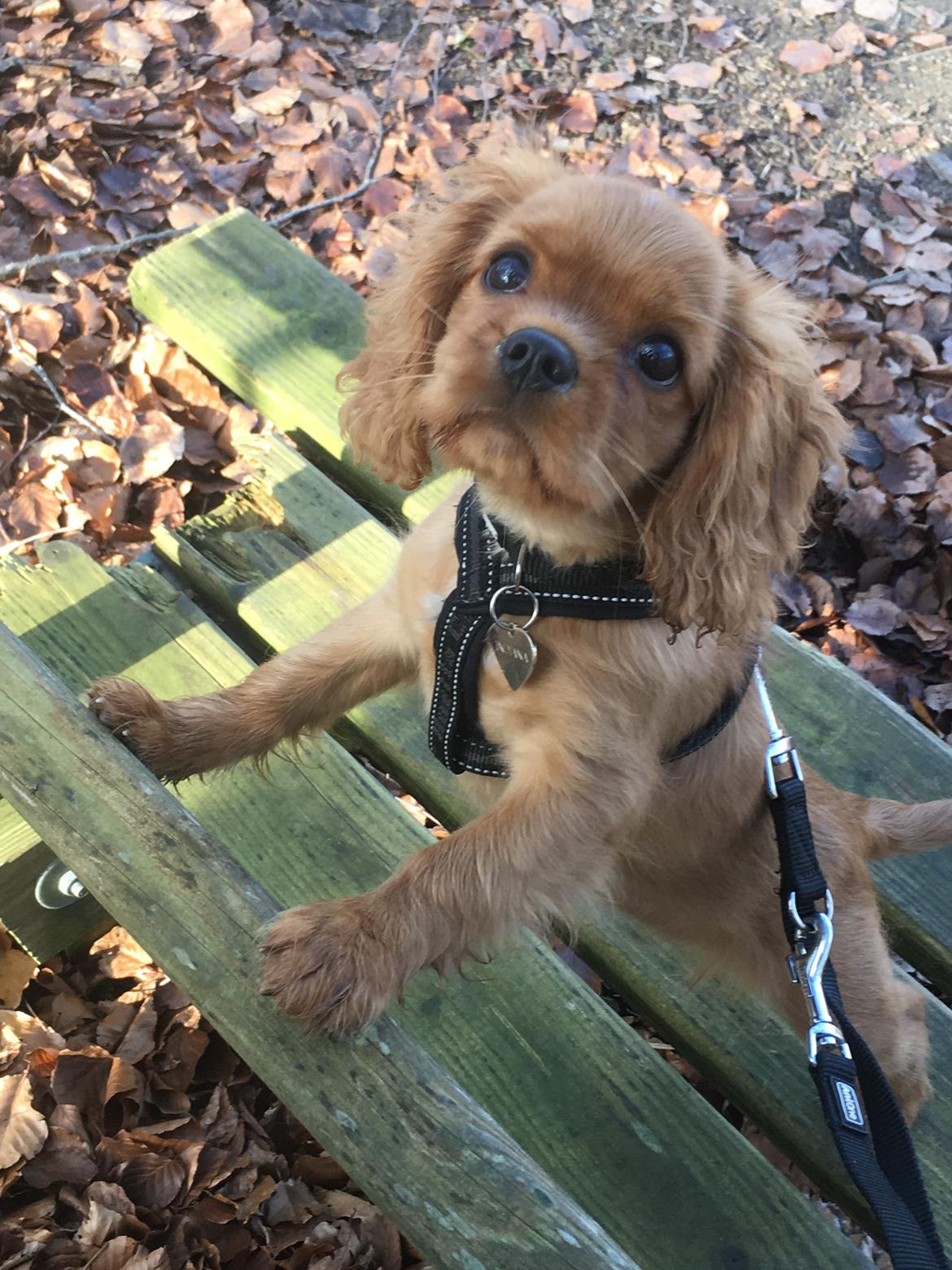 Cavalier king charles spaniel Indiana billede 5