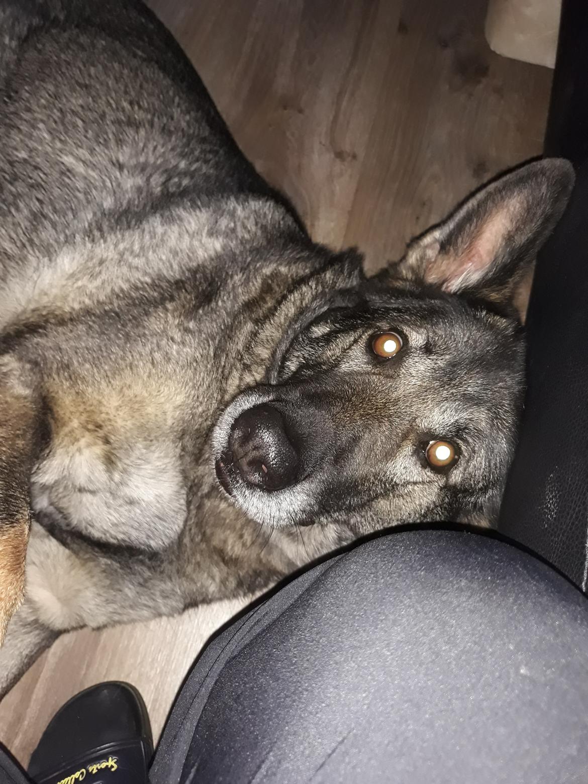 Schæferhund Sportshund Gipsi. (Gipsi). billede 4