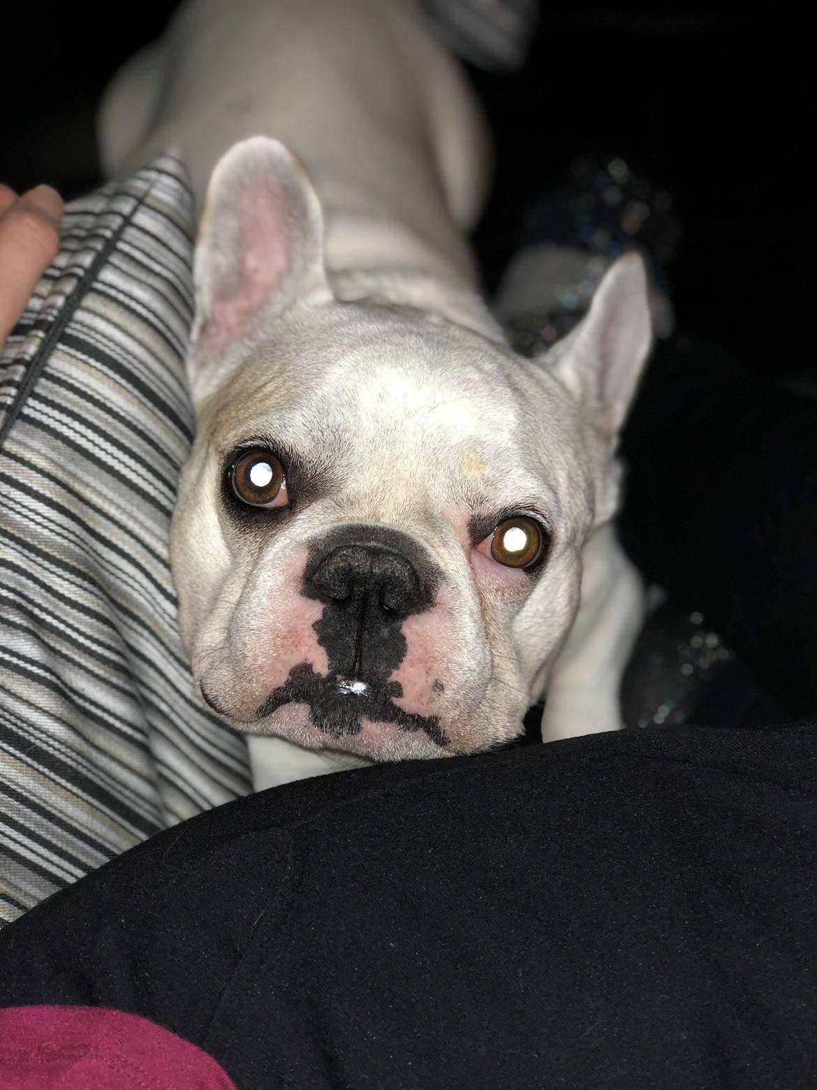 Fransk bulldog Møffe (Bjarne). billede 35