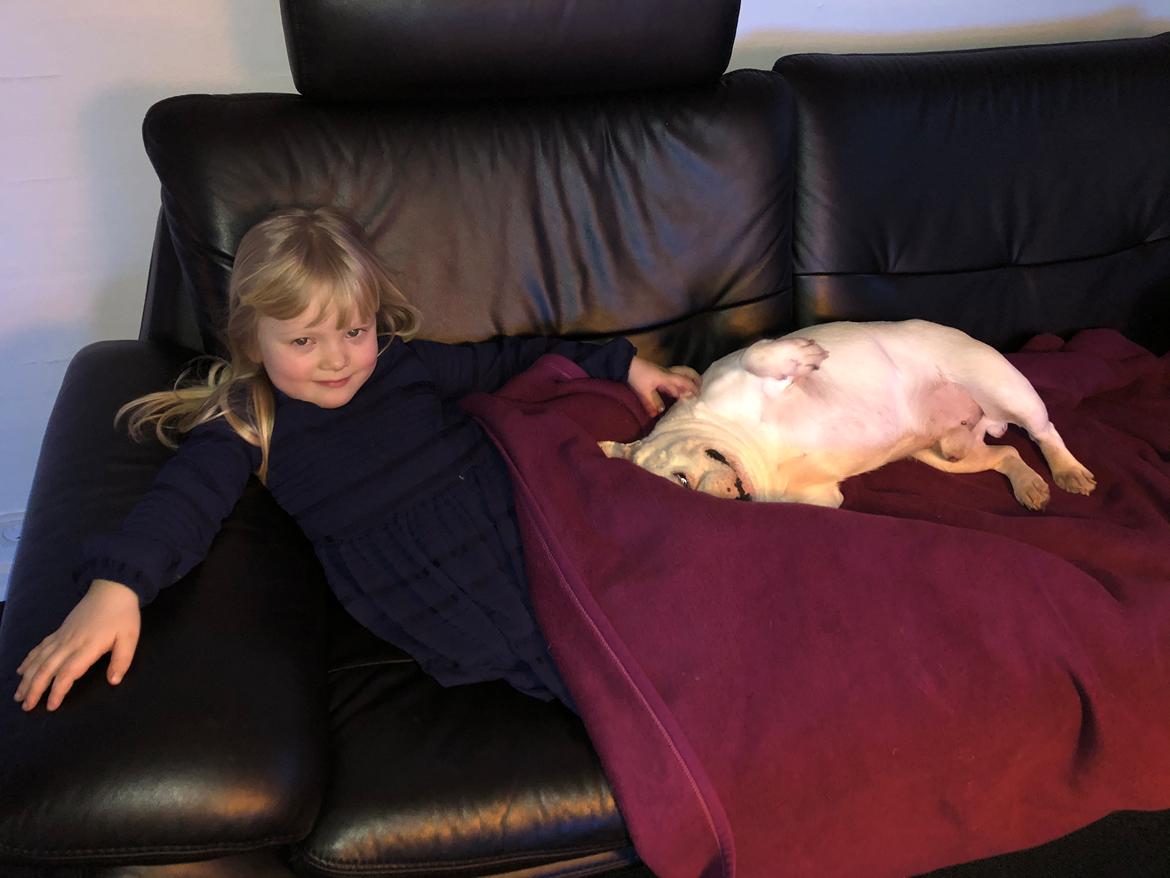 Fransk bulldog Møffe (Bjarne). billede 37