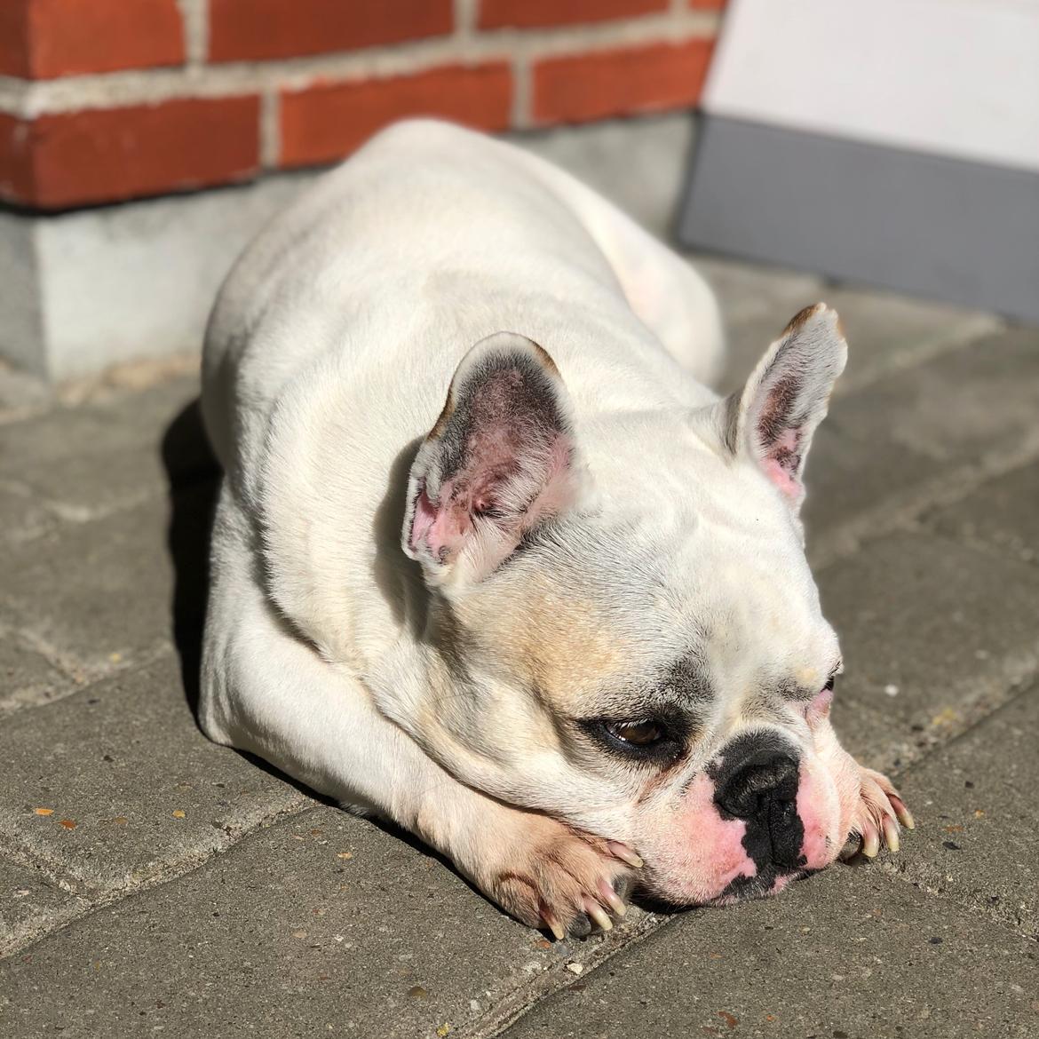 Fransk bulldog Møffe (Bjarne). billede 38