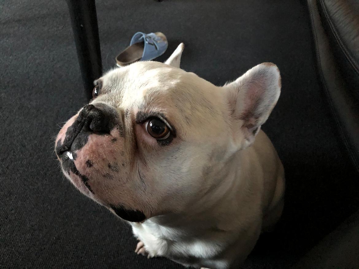 Fransk bulldog Møffe (Bjarne). billede 39