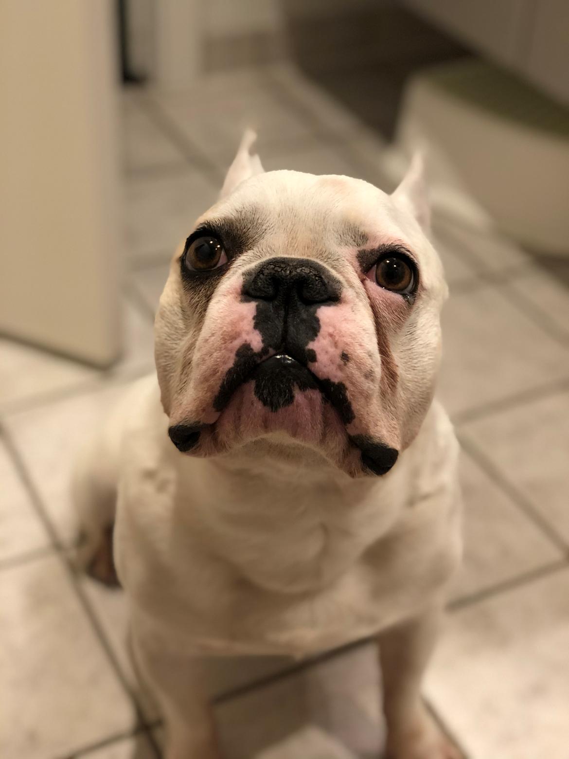 Fransk bulldog Møffe (Bjarne). billede 36