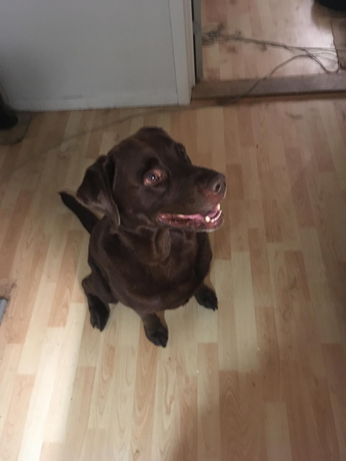 Labrador retriever Palle billede 2