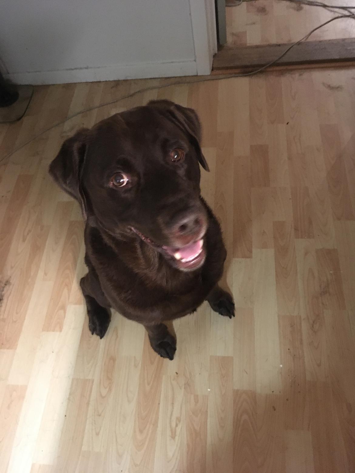 Labrador retriever Palle billede 3