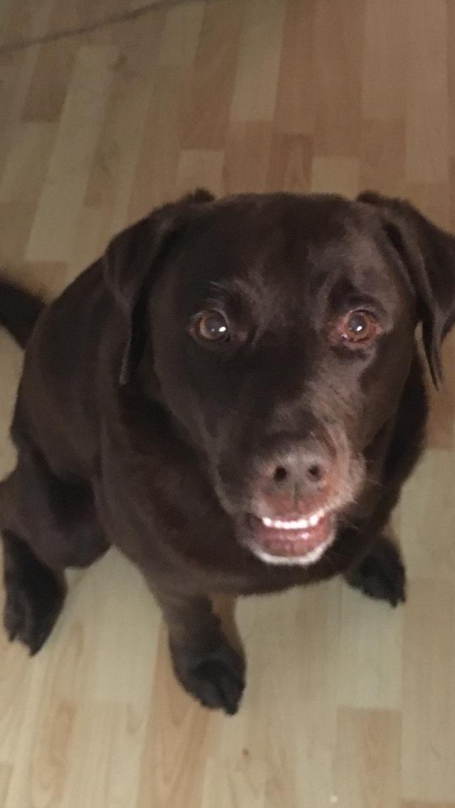 Labrador retriever Palle billede 4